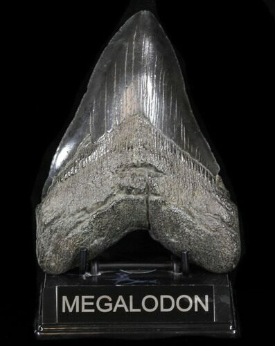 Large, Megalodon Tooth - South Carolina #37355